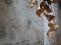 dried leaves in a flower pot hanging on a faded white wall