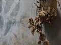 dried leaves in a flower pot hanging on a faded white wall