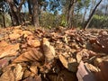 Dried leaves in forest can turn small flames into colossal bushfires Royalty Free Stock Photo