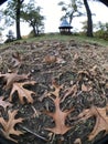 Dried leaves in front of gazebo