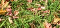 Dried leaves on the grass Royalty Free Stock Photo