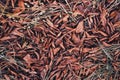 Dried leaves on the ground. Autumn and fall concept Royalty Free Stock Photo