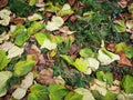 Dried leaves on the ground - paulownia leaves