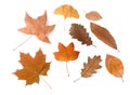 Dried leaves group Royalty Free Stock Photo