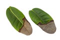 Dried leaves Half leaf on a white background,with clipping path