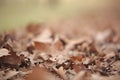 Dried leaves that have fallen off a tree laying on the ground under a tree during autumn going into winter. Royalty Free Stock Photo