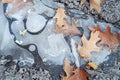 Dried leaves on the ive in early winter