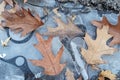 Dried leaves on the ive in early winter