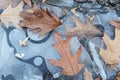 Dried leaves on the ive in early winter