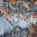 Dried leaves on the ive in early winter