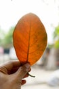 Dried leaves in man's hands