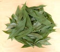 Dried leaves of May lily Convallaria majalis L.. Medicinal plant raw materials