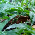 the dried leaves in the midst of green grass Royalty Free Stock Photo