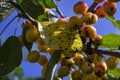 Dried leaves and moldy cherries. Cherry tree disease. Royalty Free Stock Photo