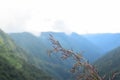 Dried leaves with mountain in background for wallpaper