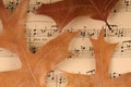Dried leaves on music