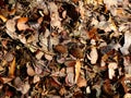 Dried leaves in brown color