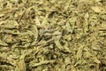 Dried leaves o Lemon verbena in latin Aloysia citrodora background. Macro photo. Close up. Royalty Free Stock Photo