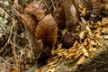 Dried leaves of oak-leaf fern plant Royalty Free Stock Photo