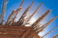 The dried leaves of a palm tree create a shadow. They lie on an awning roof. Appear through sunshine cuts of leaves. The blue sky Royalty Free Stock Photo