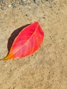 The dried leaves are red to the orange lying on the road