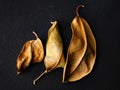 Dried leaves. Three dry brown leaves. Selective focus. Shallow depth of field. Heavily textured image