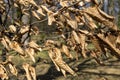 Dried leaves on tree branches after winter or autumn in the park Royalty Free Stock Photo