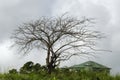 Dried Lebbek Tree Against The Sky Background