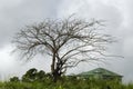 Dried Lebbek Tree Branches Against the Sky Background