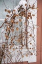 Dried liana plant with cute cones near a building wall is covered with snow and big icicles, selective focus