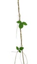 Dried liana plant with green leaves vine climbing on wh