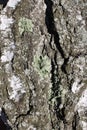 Dried lichen growing on a birch bark the plant is a parasite saprophyte Royalty Free Stock Photo