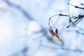 Dried light brown maple noses hanging from a branch against a background of snow. There is room for text. Concept, snowy Royalty Free Stock Photo