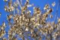 Dried light brown maple spouts in early spring