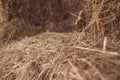 Dried light straw with a free niche where a block of hay lay