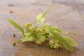 Dried Linden Flowers Isolated on old wood