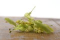 Dried Linden Flowers Isolated on old wooden Background