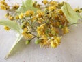 Dried linden flowers