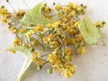 Dried linden flowers