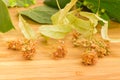 Dried linden flowers for linden tea on a bamboo surface Royalty Free Stock Photo