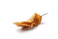 Dried linden leaf