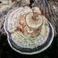 Dried lingzhi mushrooms on wood
