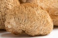 Dried Lion's Mane mushrooms or Hericium Erinaceus also called bearded tooth fungus Royalty Free Stock Photo