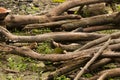 Dried logs as fuel for household needs Royalty Free Stock Photo