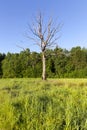 dried lonely growing tree Royalty Free Stock Photo