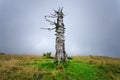 Dried lonely tree on a mountain slope