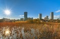 Dried lotus flowers and pampas grass shining in the sunset light in the pond of the Kaneiji Temple Royalty Free Stock Photo