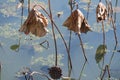 Dried Lotus Leaves at the pond of Wun Chuen Sin Koon New Territories Hong Kong