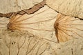 Dried lotus leaves texture Royalty Free Stock Photo