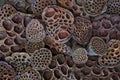 Dried Lotus pod background in macro view